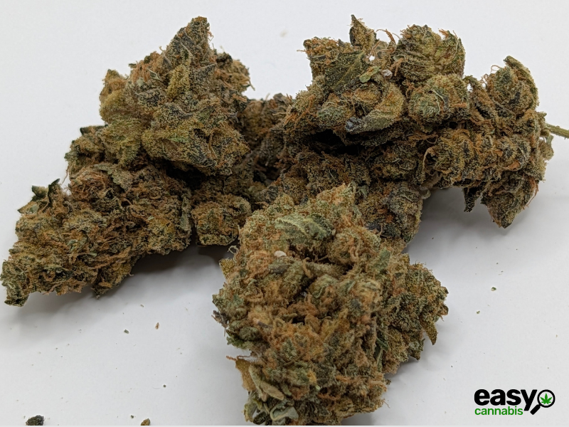 קנאביס רפואי תפרחת גרלוטי - T22/C4 - Garlotty איי.אמ.סי יום\לילה - היברידי