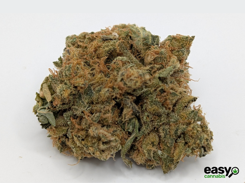 קנאביס רפואי תפרחת גרלוטי - T22/C4 - Garlotty איי.אמ.סי יום\לילה - היברידי