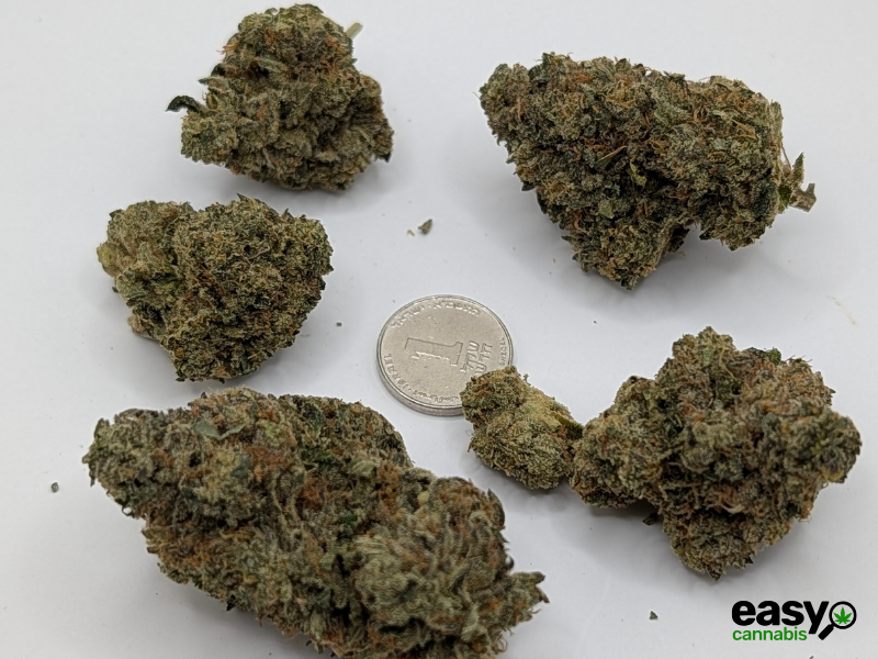 קנאביס רפואי תפרחת אף ג'י - T22/C4 - FG פלאנטק מדיקל לילה - אינדיקה