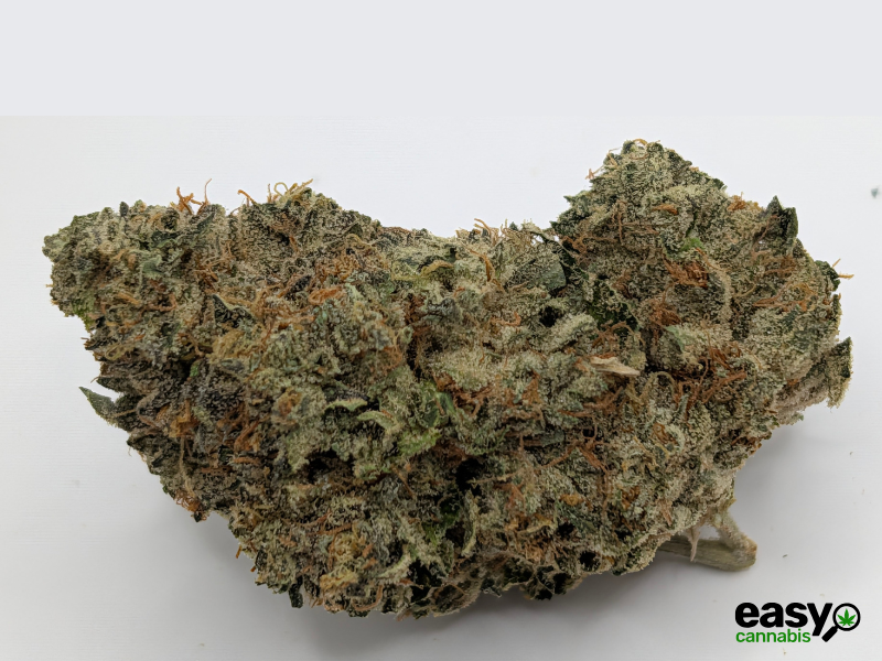 קנאביס רפואי תפרחת אף ג'י - T22/C4 - FG פלאנטק מדיקל לילה - אינדיקה