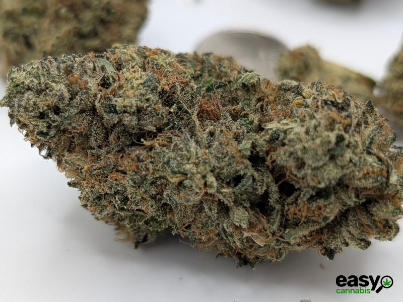קנאביס רפואי תפרחת אף ג'י - T22/C4 - FG פלאנטק מדיקל לילה - אינדיקה