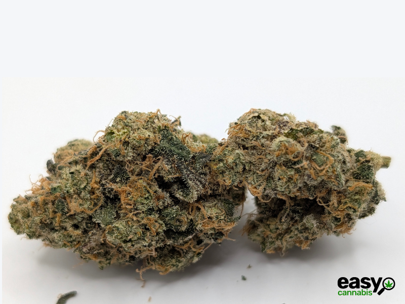 קנאביס רפואי תפרחת וי אן - T22/C4 - VN פלאנטק מדיקל יום\לילה - היברידי