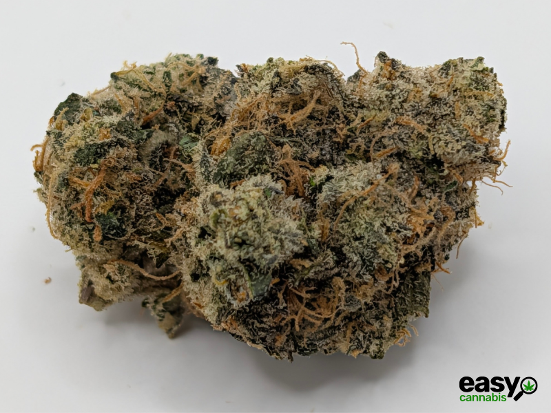 קנאביס רפואי תפרחת וי אן - T22/C4 - VN פלאנטק מדיקל יום\לילה - היברידי