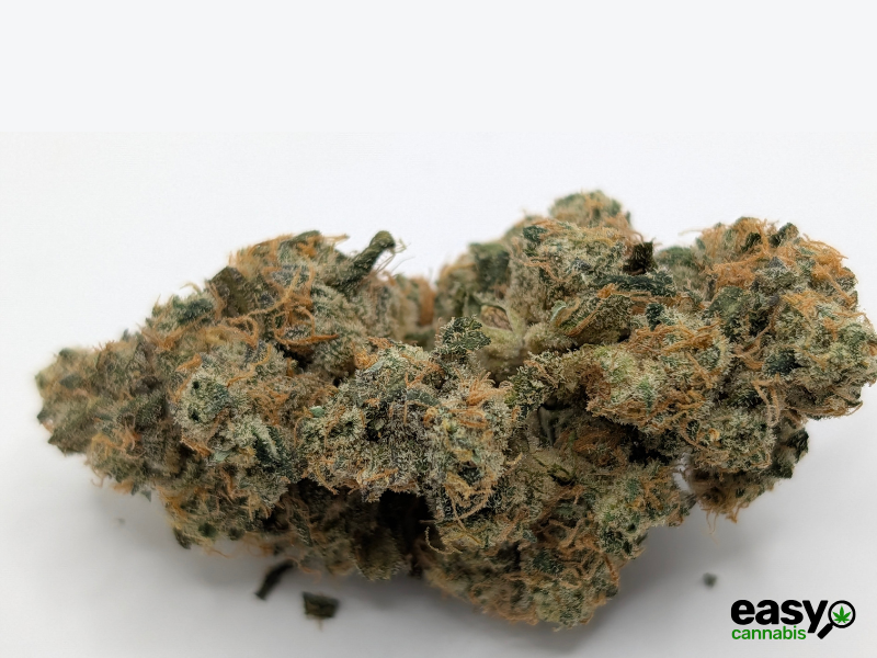 קנאביס רפואי תפרחת וי אן - T22/C4 - VN פלאנטק מדיקל יום\לילה - היברידי