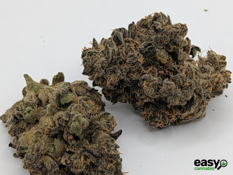 קנאביס רפואי תפרחת איי ג'יי (AJ) - T22/C4 - AJ פלאנטק מדיקל יום\לילה - היברידי