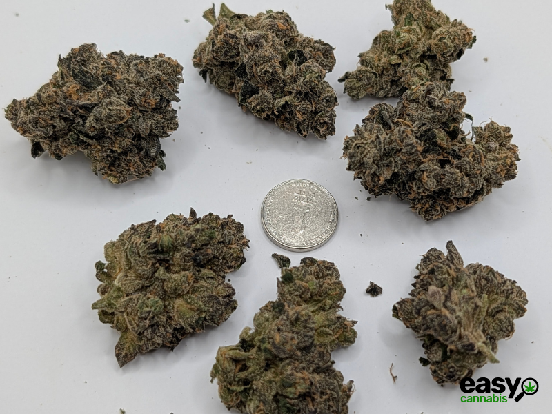 קנאביס רפואי תפרחת איי ג'יי (AJ) - T22/C4 - AJ פלאנטק מדיקל יום\לילה - היברידי