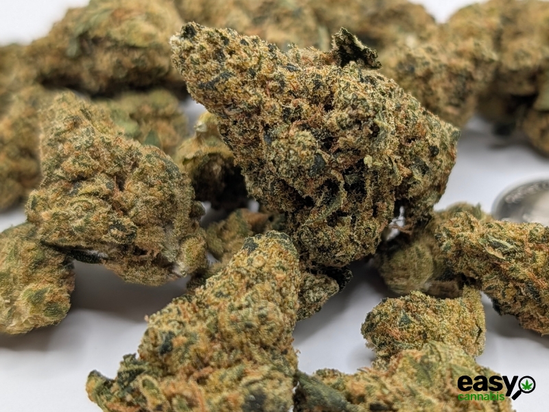 קנאביס רפואי תפרחת ספייס סי קי - T22/C4 - Space CK פיס נטורלס יום\לילה - היברידי