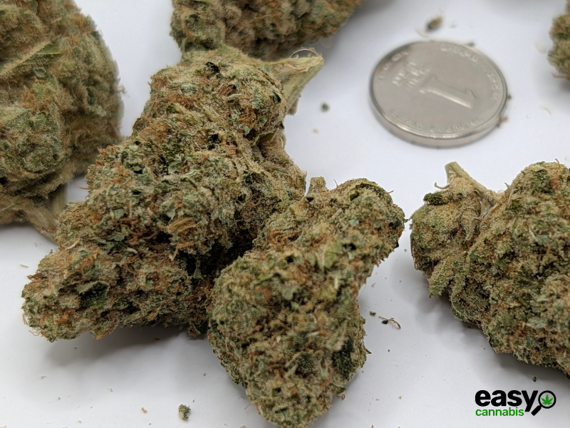 קנאביס רפואי תפרחת אר.זד 13 - T22/C4 - R.Z 13 קול מדיקל לילה - אינדיקה