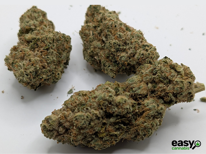 קנאביס רפואי תפרחת אר.זד 13 - T22/C4 - R.Z 13 קול מדיקל לילה - אינדיקה