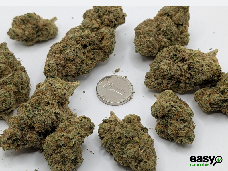 קנאביס רפואי תפרחת אר.זד 13 - T22/C4 - R.Z 13 קול מדיקל לילה - אינדיקה