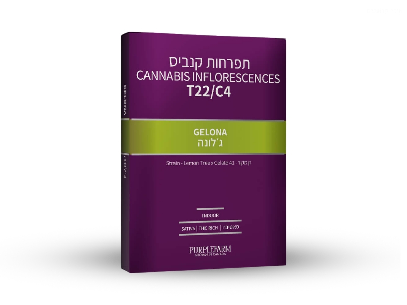 קנאביס רפואי תפרחת ג'לונה - T22/C4 - Gelona קנדוק יום - סאטיבה