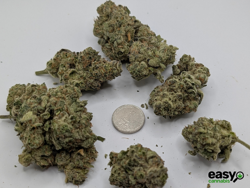 קנאביס רפואי תפרחת ג'לטיקס - T22/C4 - Gelatix גרינקום יום - סאטיבה