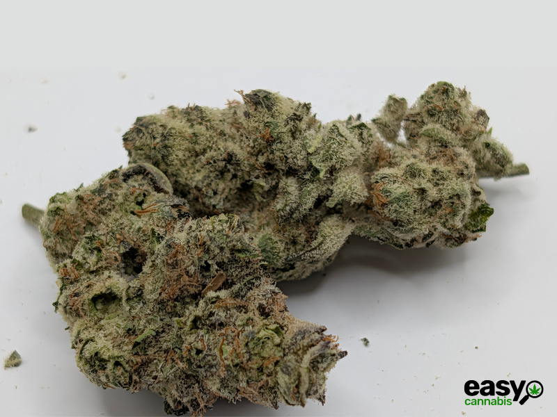 קנאביס רפואי תפרחת ג'לטיקס - T22/C4 - Gelatix גרינקום יום - סאטיבה