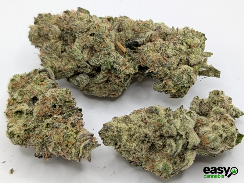 קנאביס רפואי תפרחת ג'לטיקס - T22/C4 - Gelatix גרינקום יום - סאטיבה