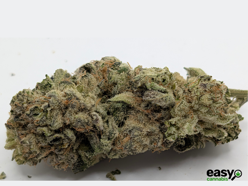 קנאביס רפואי תפרחת ג'לטיקס - T22/C4 - Gelatix גרינקום יום - סאטיבה