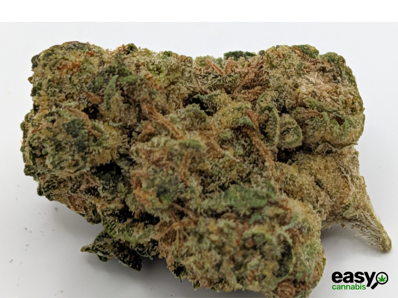 קנאביס רפואי תפרחת ג'.ו.נ.י #1 - T22/C4 - J‎.‎O‎.‎N‎.‎Y‎ ‎#‎1‎ באבל לילה - אינדיקה