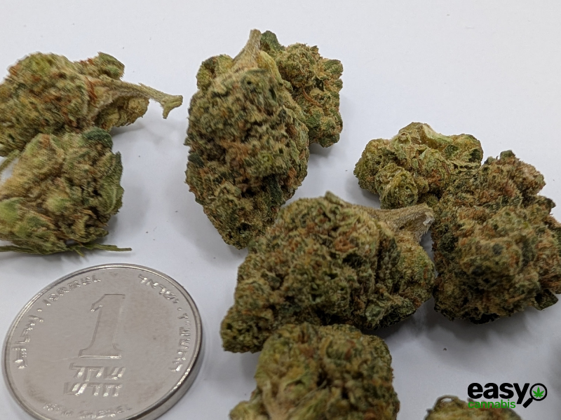 קנאביס רפואי תפרחת ג'.ו.נ.י #1 - T22/C4 - J‎.‎O‎.‎N‎.‎Y‎ ‎#‎1‎ באבל לילה - אינדיקה