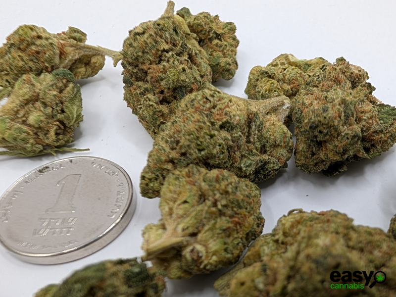 קנאביס רפואי תפרחת ג'.ו.נ.י #1 - T22/C4 - J‎.‎O‎.‎N‎.‎Y‎ ‎#‎1‎ באבל לילה - אינדיקה