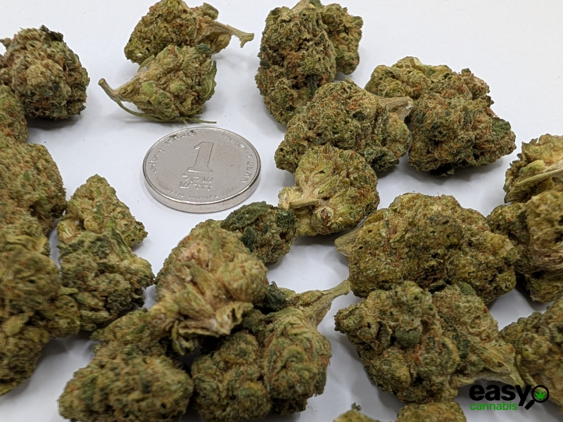 קנאביס רפואי תפרחת ג'.ו.נ.י #1 - T22/C4 - J‎.‎O‎.‎N‎.‎Y‎ ‎#‎1‎ באבל לילה - אינדיקה