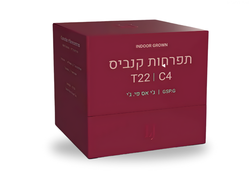 קנאביס רפואי תפרחת ג'י אס פי.ג'י - T22/C4 - GSP.G פיס נטורלס יום\לילה - היברידי