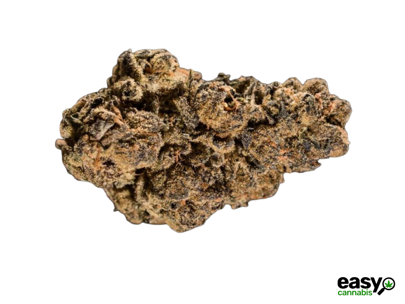 קנאביס רפואי תפרחת ג'י אס פי.ג'י - T22/C4 - GSP.G פיס נטורלס יום\לילה - היברידי