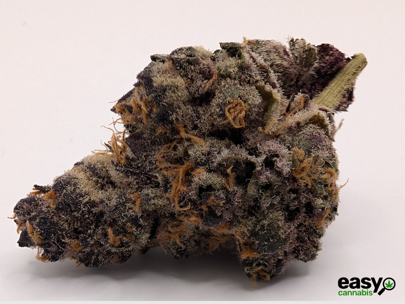 קנאביס רפואי תפרחת טי סי  (TC) - T22/C4 - TC טריכום יום - סאטיבה