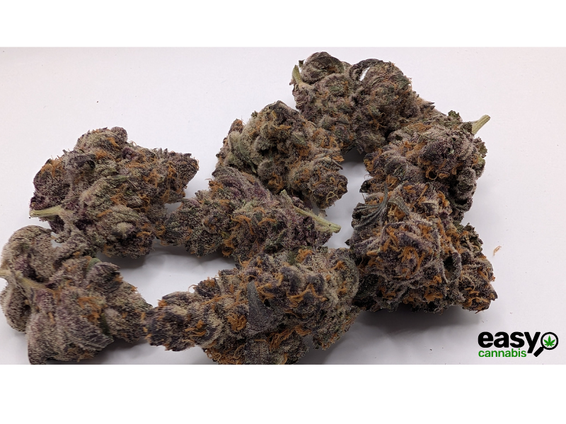 קנאביס רפואי תפרחת טי סי  (TC) - T22/C4 - TC טריכום יום - סאטיבה