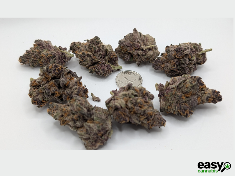 קנאביס רפואי תפרחת טי סי  (TC) - T22/C4 - TC טריכום יום - סאטיבה