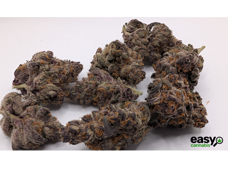 קנאביס רפואי תפרחת טי סי  (TC) - T22/C4 - TC טריכום יום - סאטיבה