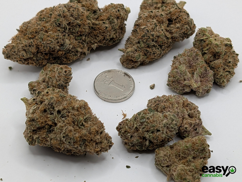 קנאביס רפואי תפרחת קוי - T22/C4 - Koi קול מדיקל יום\לילה - היברידי