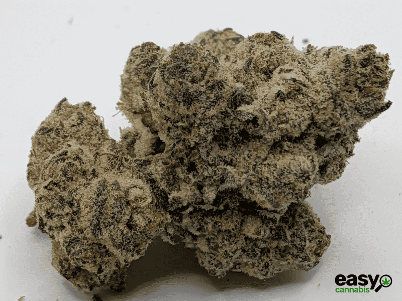 קנאביס רפואי תפרחת אם איי  - T22/C4 - MA פלאנטק מדיקל יום\לילה - היברידי