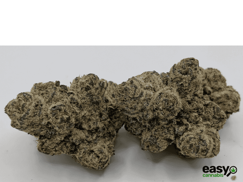 קנאביס רפואי תפרחת אם איי  - T22/C4 - MA פלאנטק מדיקל יום\לילה - היברידי