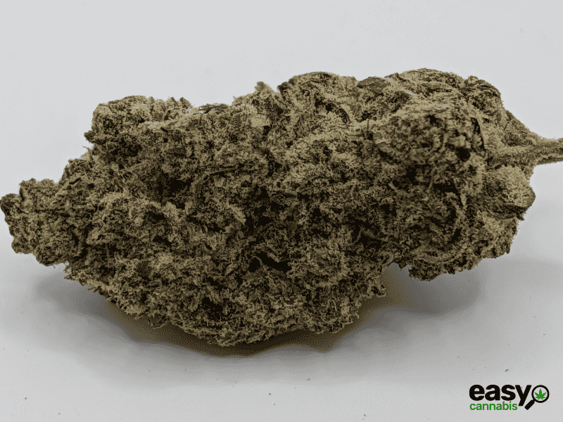 קנאביס רפואי תפרחת פי או  - T22/C4 - PO פלאנטק מדיקל יום\לילה - היברידי