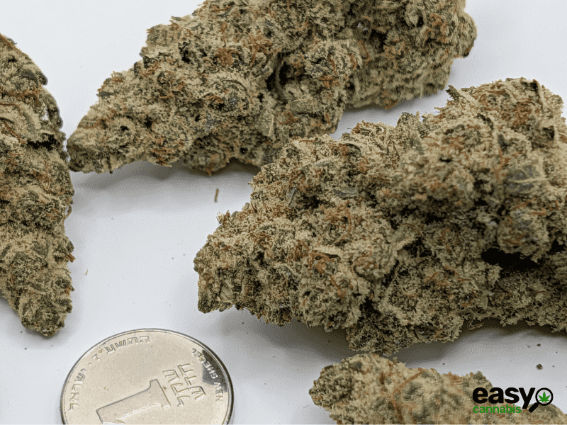 קנאביס רפואי תפרחת פי או  - T22/C4 - PO פלאנטק מדיקל יום\לילה - היברידי