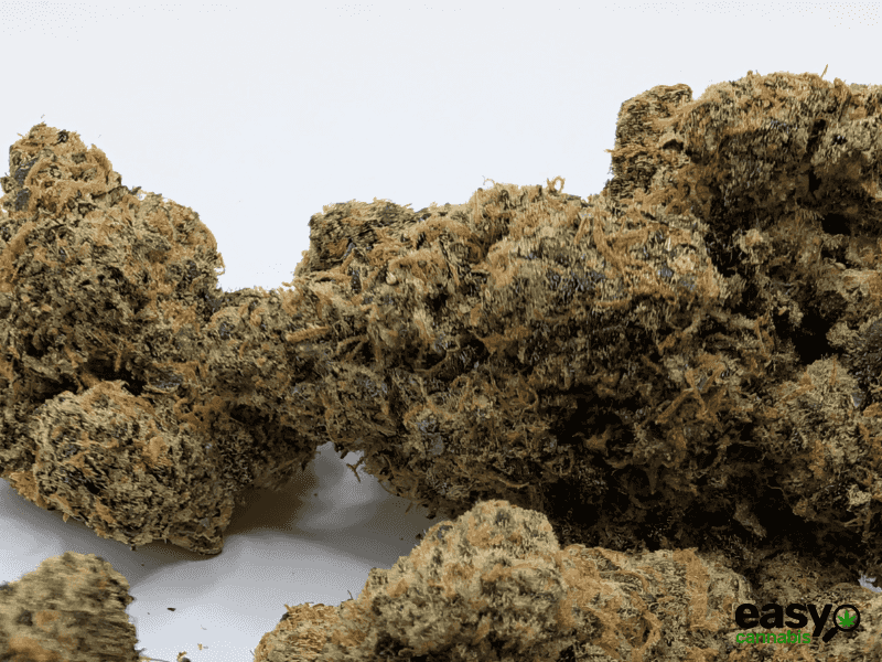 קנאביס רפואי תפרחת פי או  - T22/C4 - PO פלאנטק מדיקל יום\לילה - היברידי