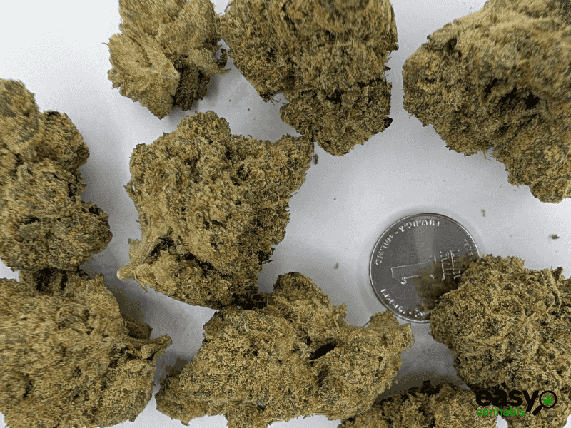 קנאביס רפואי תפרחת קיו - T22/C4 - Q פלאנטק מדיקל לילה - אינדיקה