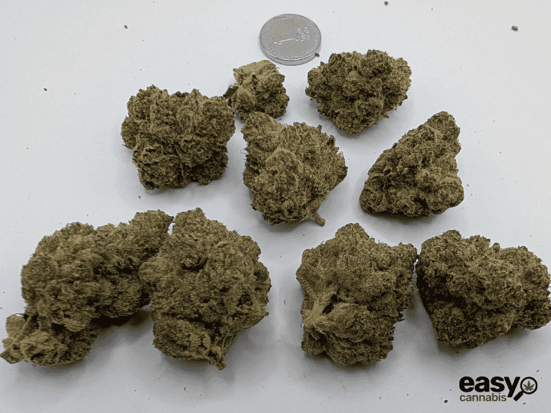 קנאביס רפואי תפרחת קיו - T22/C4 - Q פלאנטק מדיקל לילה - אינדיקה