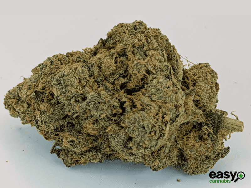 קנאביס רפואי תפרחת לאבו - T22/C4 - Labo טריכום יום\לילה - היברידי