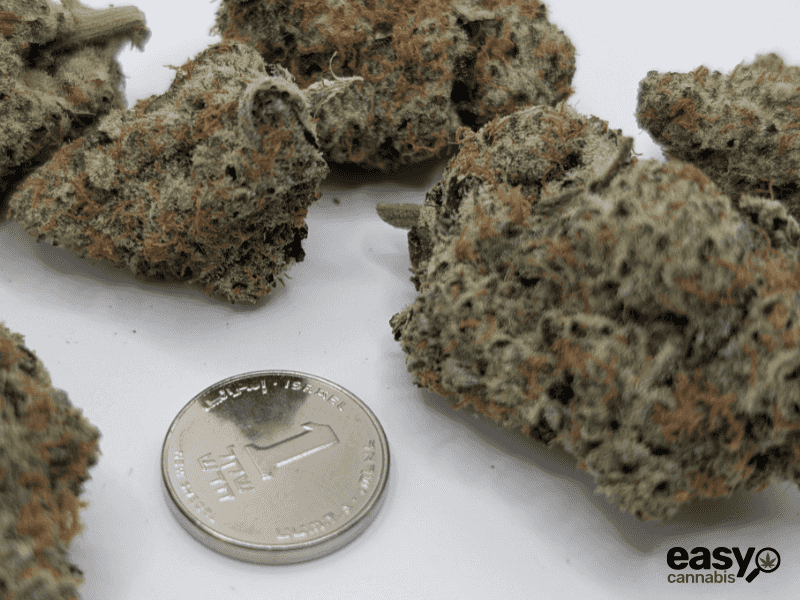 קנאביס רפואי תפרחת ג'י אם או.טי - T22/C4 - GMO.T קנאבר לילה - אינדיקה