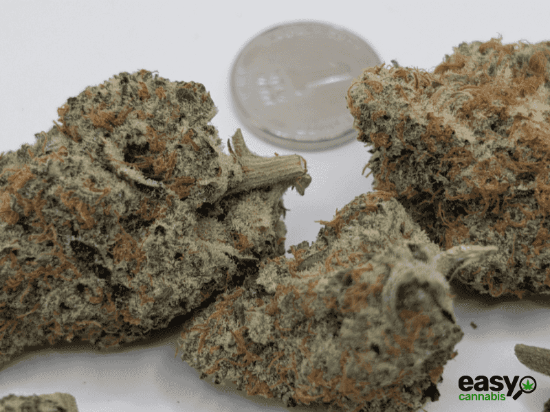 קנאביס רפואי תפרחת ג'י אם או.טי - T22/C4 - GMO.T קנאבר לילה - אינדיקה