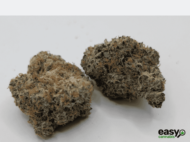 קנאביס רפואי תפרחת ג'י אם או.טי - T22/C4 - GMO.T קנאבר לילה - אינדיקה