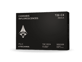 תפרחת פילו - T22/C4 - Pilo