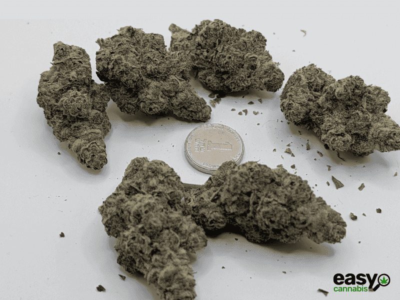 קנאביס רפואי תפרחת דאבליו.אר - T22/C4 - W.R קנאבר לילה - אינדיקה