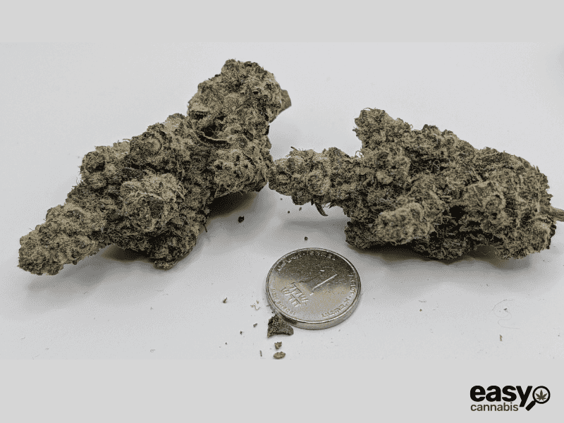 קנאביס רפואי תפרחת דאבליו.אר - T22/C4 - W.R קנאבר לילה - אינדיקה