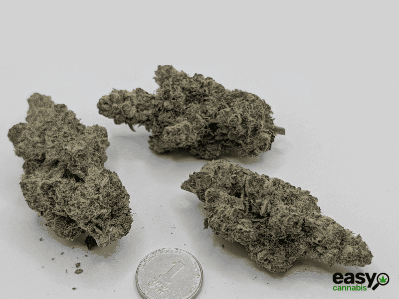 קנאביס רפואי תפרחת דאבליו.אר - T22/C4 - W.R קנאבר לילה - אינדיקה