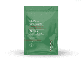 תפרחת פלנטה צ'יקו מיני - T22/C4 - Planta Chico Mini