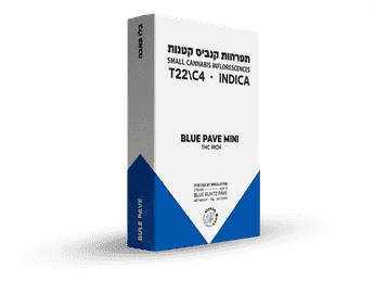 תפרחת בלו פאבה מיני - T22/C4 - Blue Pave Mini