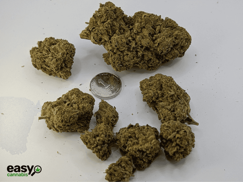 קנאביס רפואי תפרחת ס.גנדי - T22/C4 - S.Gandhi גרינמד לילה - אינדיקה