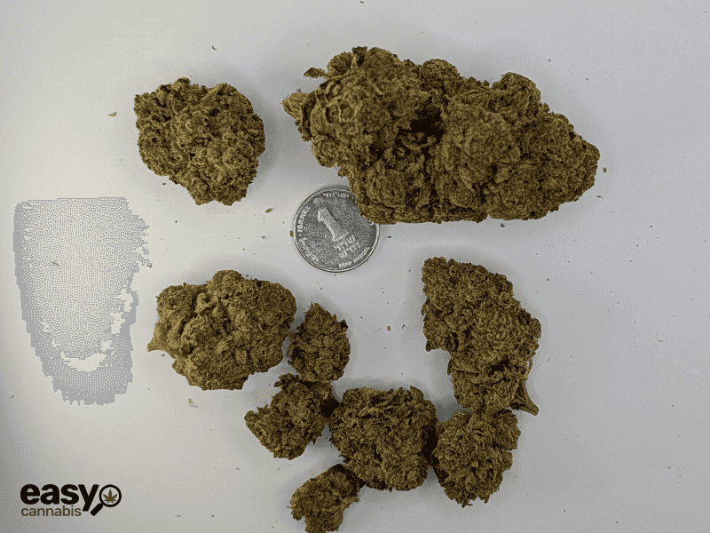 קנאביס רפואי תפרחת ס.גנדי - T22/C4 - S.Gandhi גרינמד לילה - אינדיקה