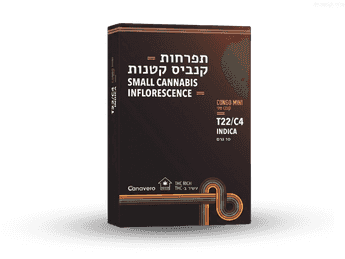 תפרחת קונגו מיני - T22/C4 - CONGO Mini